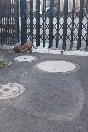 巣鴨の伸びるさびこ