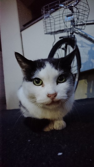 ねこ社長