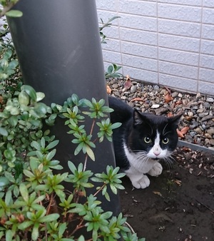 アゴクロコ