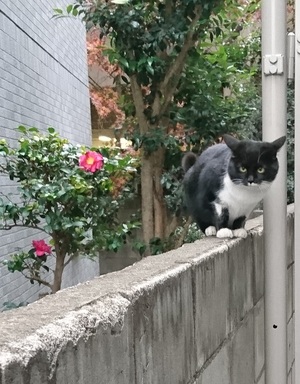 ドアマン
