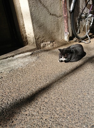 つちねこ？