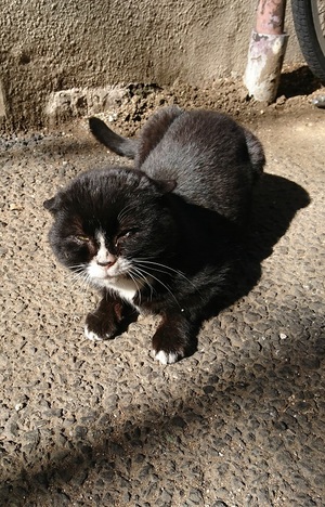 ウナギねこ