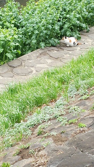 みけこ3