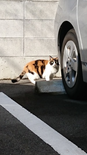 みけこ4