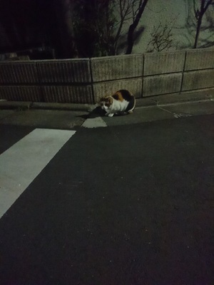 みけこ9