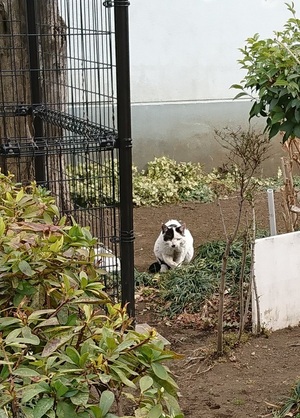 はっつぁん1