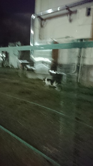 逃げるねこ1 逃げるねこ1