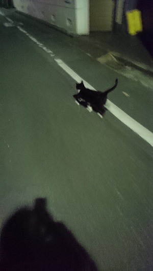 逃げるねこ2 逃げるねこ2